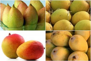 Mango Varieties in India: भारत के अलग-अलग हिस्सों में होती है आम की इतनी किस्में, जानें इनके नाम