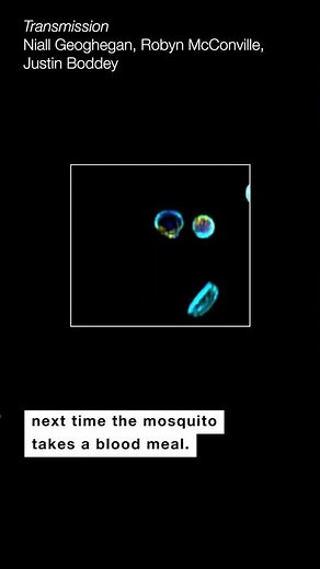 Art of Science 2022 – See what happens when a mosquito bites someone infected with malaria