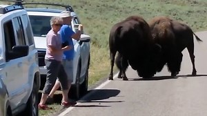 Tourists get too close to fighting Yellowstone bison