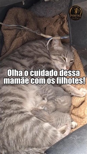 O Amor de uma Mãe Gata Pelos Filhotes! #curiosidades #shorts