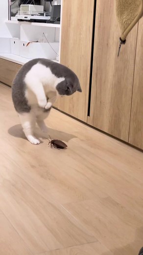 cat vs. roach #cat #貓 #tiktokmacau #tiktokmacau🇲🇴