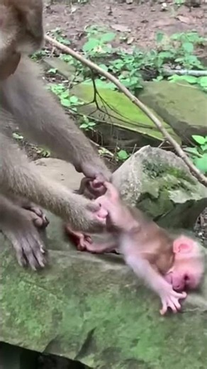 Life of Monkeys: Oh, the little monkey seems startled when its mother cleans it.