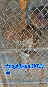 Hernando County Animal Control's Friends on Reels