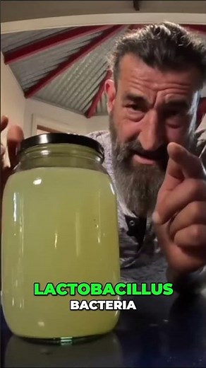 How to farm Lactobacillus Bacteria AT HOME! 🦠