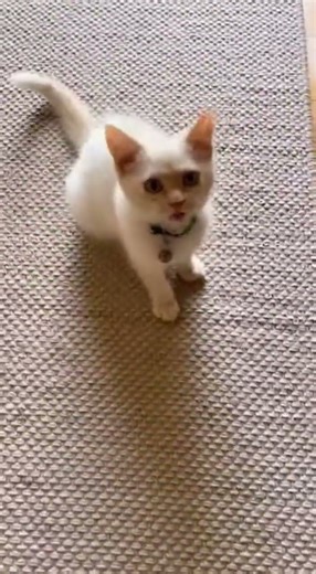 Classic cucumber prank on my kitten… still works in 2025. #kitten #cucumberprank #talkingkitten