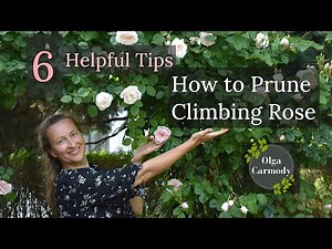 Mastering the Art of Pruning Climbing Roses: See the Unexpected Result!