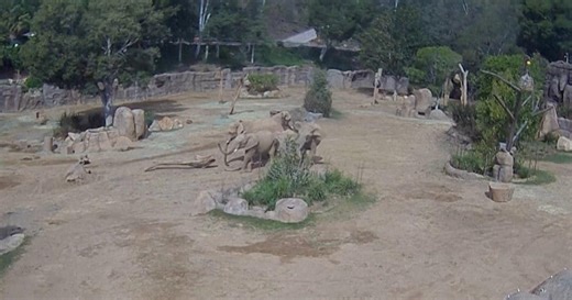 Herd of elephants form "alert circle" to protect calves during San Diego earthquake