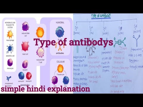 Types of antibody || immunoglobulin || simple hindi explanation.