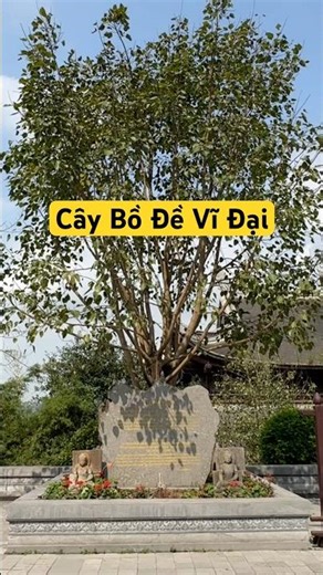 Câu chuyện về Cây Bồ Đề quý giá tại Chùa Tam Chúc