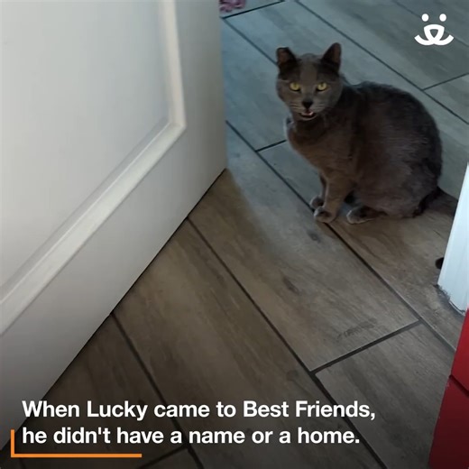 10K views · 709 reactions | When wildfires swept through Los Angeles, Lucky lost his home and was badly burned. But he never lost his gentle spirit. Now this once-ash-covered cat struts around in bandanas, waits at the door for his favorite human, and even says “mom” (seriously, you have to hear it ). His story is proof that love can turn survival into joy. | Best Friends Animal Society | Facebook