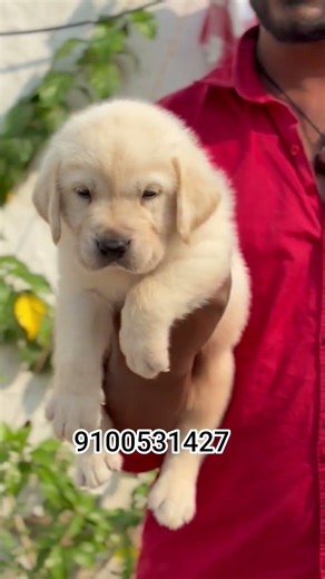 TOP QUALITY LABRADOR MALE FEMALE PUPPIES AVAILABLE IN HYD TOP QUALITY NOTE NOT IN LOW PRICES #puppy