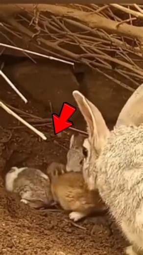 The REAL reason rabbits hide their babies 🐰😳 #shorts #animals #funfacts #nature