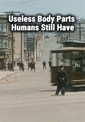 Useless Body Parts Humans Still Have #historyfacts #historytok #historytiktok #historybuff #historytime