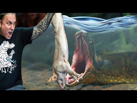 HUGE ANACONDA EATS PIG UNDERWATER!! | BRIAN BARCZYK