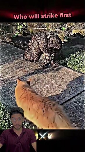 Cat 🐱 vs Owl 🦉 Fight 😱 | Unbelievable Wildlife Battle | Nature Shock #animals #shorts