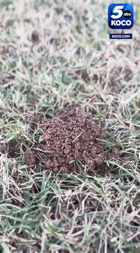 Have you seen dirt mounds in your lawn this fall, maybe some in the grass around Oklahoma as you've driven around? If so, you're not alone. Meteorologist Joseph Neubauer KOCO explains what they are: https://tinyurl.com/3wr2amus | KOCO 5 News