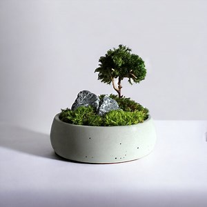 Mini Zen Garden With Bonsai, Moss Bowl With Tree and Stones - Etsy