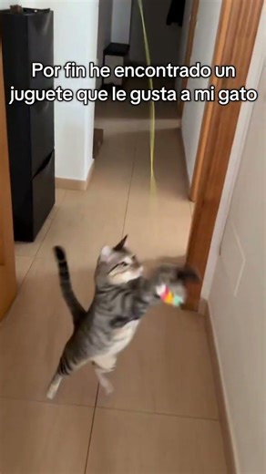 Este es el juguete ideal para los gatos 🥺😸 #gatito #juguetes #gatitos #gatosjugando #gato