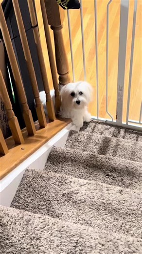 Amy Truong on TikTok