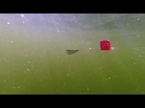 Trout and Trolling - Tassie Devil Ford Fenders and Cowbells