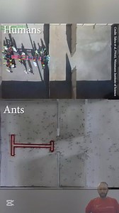 19K views · 88 reactions |  Ants vs. Humans: Who solves puzzles...