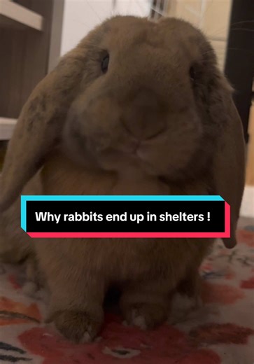 Understanding Rabbit Care to Prevent Shelter Overpopulation