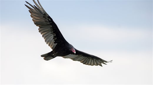 When turkey vultures turned up dead in Dover, DEP investigated. This is what was discovered