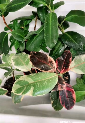 Caring for Ficus Plants in Hot Weather