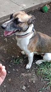 "STUMPY"- ADOPTED Rehoming no R251000050 *NOT FOR INTERSTATE ADOPTION unless prepared to make the trip to meet him. Stumpy is a little tan and white, smooth coat, smaller build male JR/mini foxy mix aged 5yrs? He has come to us as his owner could no longer take care of him and is now looking for a new home. A little timid at first, Stumpy does come to take treats from our hands and for affection but he can be quite nervous of his new surroundings and all the noise that comes with that. His littl