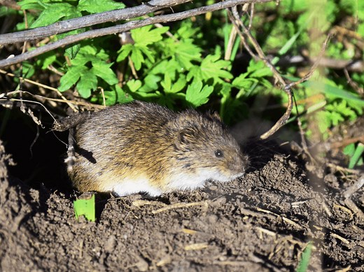 ハムスターに似ているけどハムスターではない！？「ステップレミング」の特徴や飼い方を解説 | Petpedia