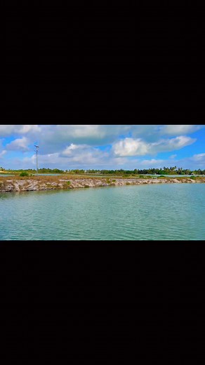 115 reactions · 14 shares | Linnix back yard | Fish Kiritimati | Facebook