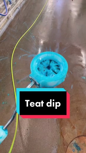 Proper Teat Sanitation for Dairy Cows