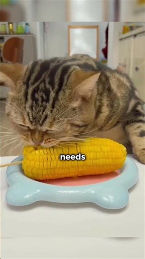 Super basic cat care that your cats want you to do for them today, and every day!#catcare