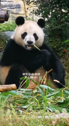 “挖煤”归来的花花脸润玥登场啦😆🖤🌿这朵“花椰菜”是准备继承妈妈的“挖煤家业”吗？😂#大熊猫润玥 #玖菜天下第一好 #润玥真不是一般熊 #大熊猫 #panda