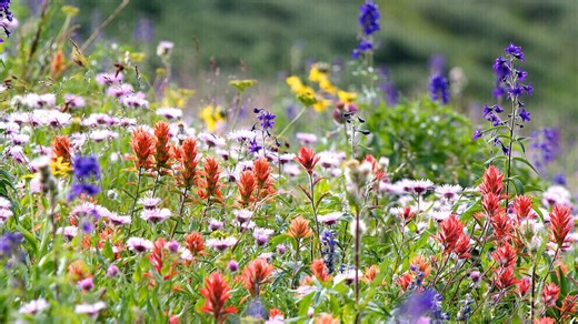 What's behind our growing interest in plants?