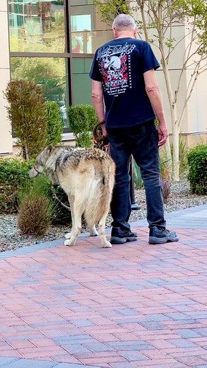 24K views · 397 reactions | Dude brings wolf to brunch #majestic #wolf #viral | Mister Stump | Facebook