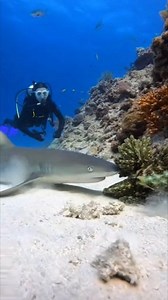 When a Shark Attacks an Octopus… Nature Reacts Fast 🦈🐙 #fblifestyle #Shark #Octopus #OceanLife #MarineLife #DeepSea #UnderwaterWorld #SeaCreatures #WildOcean #NatureMoments #OceanDocumentary #Reels | HBL Press