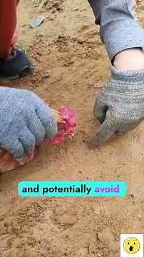 How to Hypnotize A Chicken #chicken #hypnosis