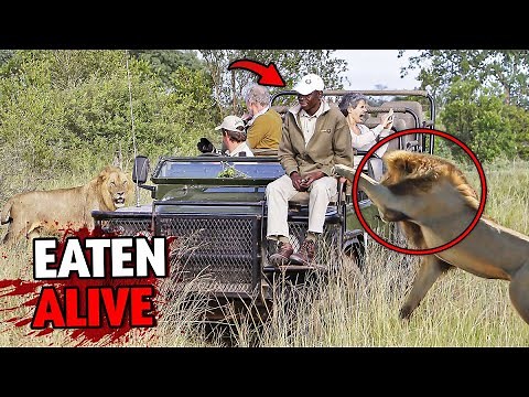 5 Most DISTURBING Animal Attacks at Kruger National Park...