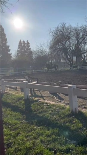 #fyp #horse #equestrian #trot #slowmotion