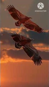 EAGLE VISION: NATURE’S MOST POWERFUL HIGH-TECH EYE! 🦅 #kdfilm #kdfilms #universe