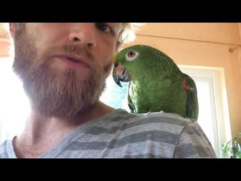 Sprechender Papagei - gesprächige Gelbscheitelamazone Teil 3