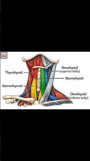 Omohyoid Muscle Anatomy & Function 💪 #meded #anatomy #ENT #medicaleducation #anatomy101