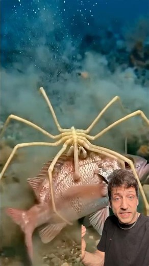 The Sea Spider is TERRIFYING