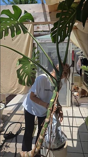 Repotting an overgrown Monstera #houseplants #gardening #Monstera #succulent #repotting