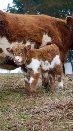 1M views · 10K reactions | #cow #cows #coo #highlandcow #highlandcattle #highlandcows #fluffycows #cute #fluffy #AnimalsOfTikTok #FunnyAnimalTikTok #PetTikTok #AnimalLife #PetsOfTikTok #CuteAnimals #farmanimaltiktok #HappyCows #CuteFarmAnimals #animaltiktok #AnimalLover #CowsOfTikTok #CutenessOverload #fyp | Hamish | Facebook