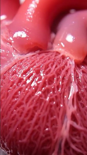 Powerful Heart Contraction in Macro View (Ultra Realistic)