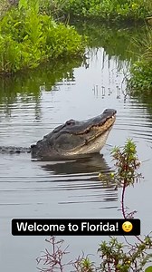 👋🏼 Welcome to Florida! Where the love songs aren’t just heard… they’re felt. 🐊😳❤️ #MatingSeason #alligators #FloridaWildlife #ViralNature #OnlyInFlorida #NatureVibes #wildlifephotography | Dianna Keeler Vannatta