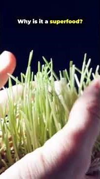 Wheatgrass Benefits — The Green Superfood