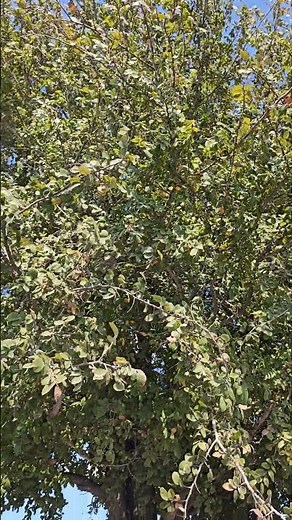 Olmo Cedar Elm Ulmus crassifolia en McAllen Texas #árboles #arbolesnativos